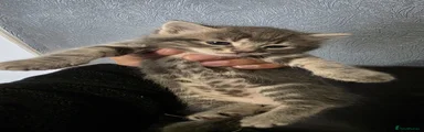 Kitten 4