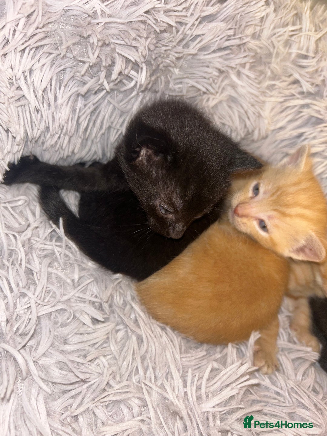 Mixed Breed cats for sale: 4x kittens for sale  - Image 5