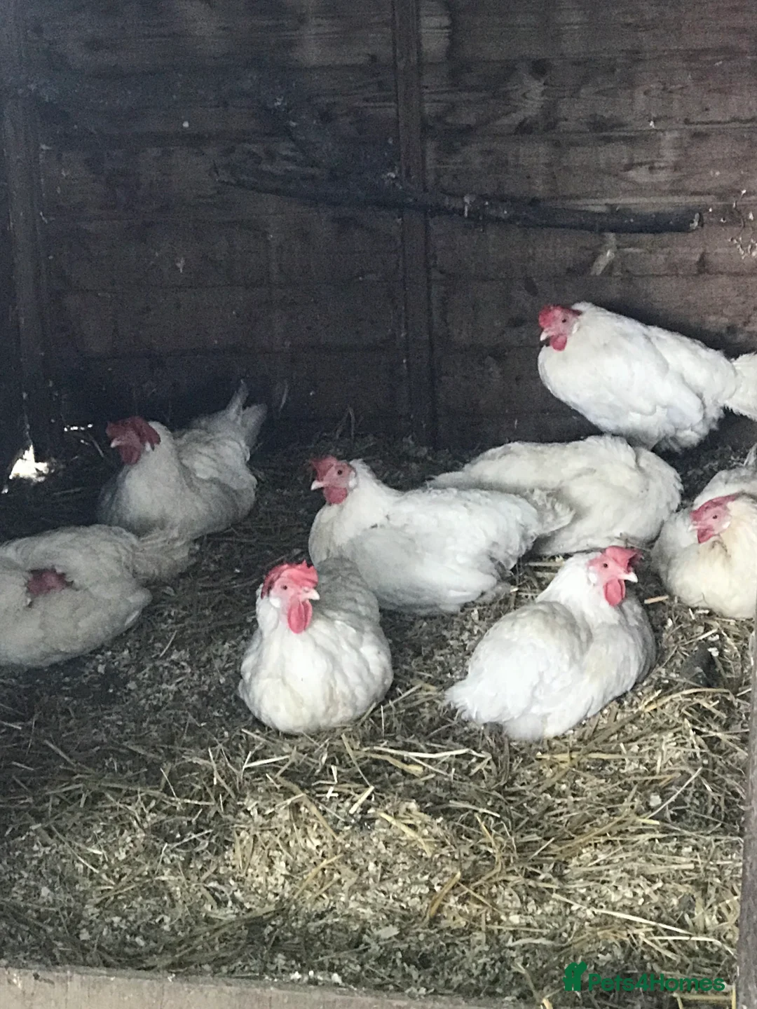 Chickens poultry for sale: 25 chickens 3 roosters  - Advert 5