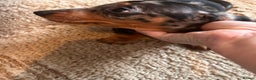 Miniature Dachshund dogs for sale: Dachshund puppies boys and girls ready now - Advert 19
