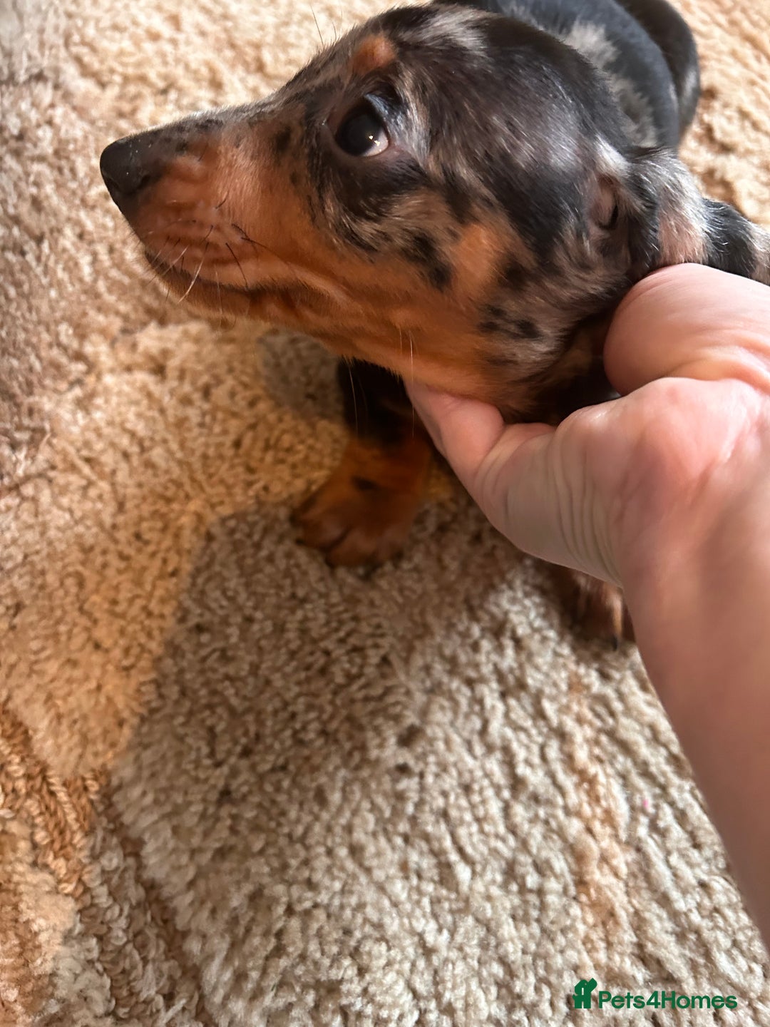 Miniature Dachshund dogs for sale: Dachshund puppies boys and girls ready now - Advert 19