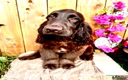 Sprocker dogs for sale: Chocolate Sprocker Spaniels last Girl   in Goole - Image 1