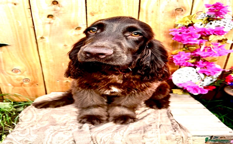 Sprocker dogs in Goole - Advert 7