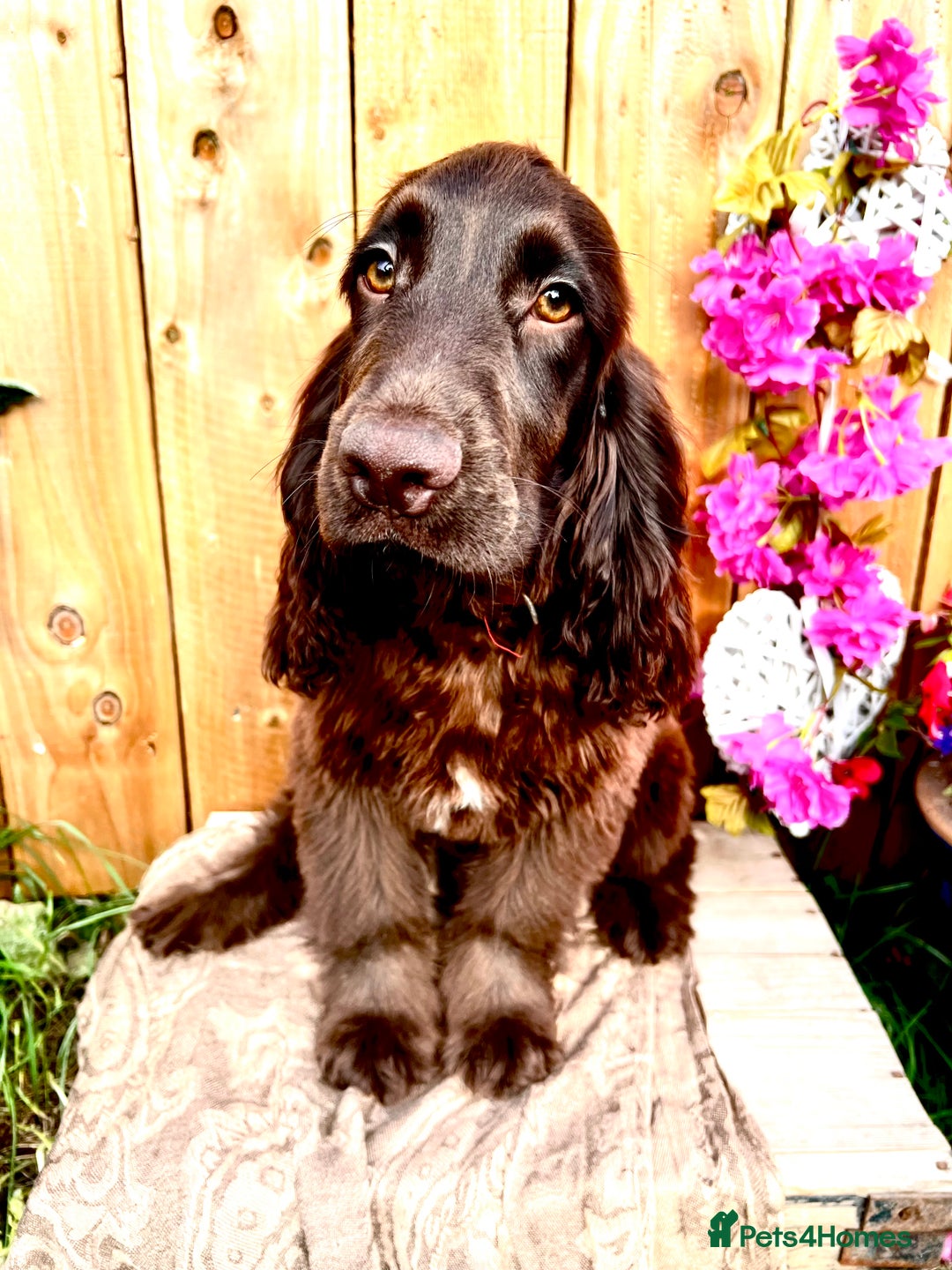 Sprocker dogs for sale: Chocolate Sprocker Spaniels last Girl   in Goole - Image 1