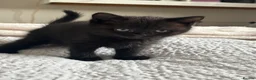 Mixed Breed cats for sale: 6 beautiful kittens  - Advert 12