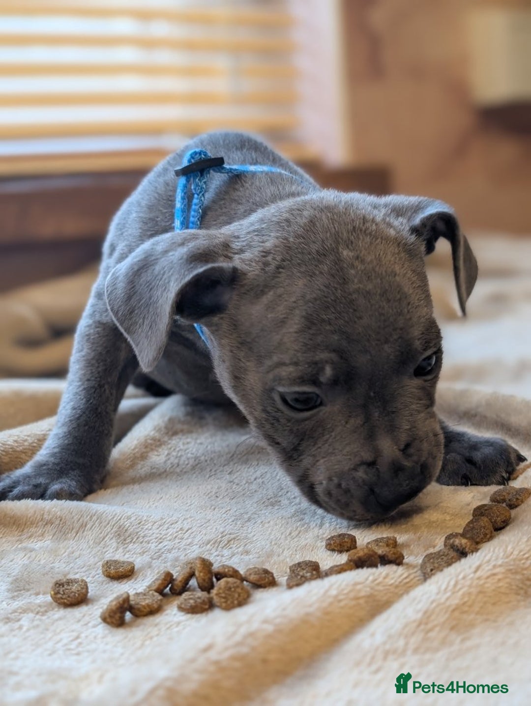 Staffordshire Bull Terrier dogs for sale: Playful Blue staffs Pups - Image 17
