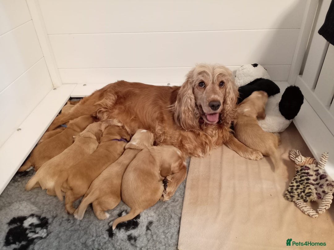 Cocker Spaniel dogs for sale: Golden KC Registered English Show Cocker Spaniels - Advert 12