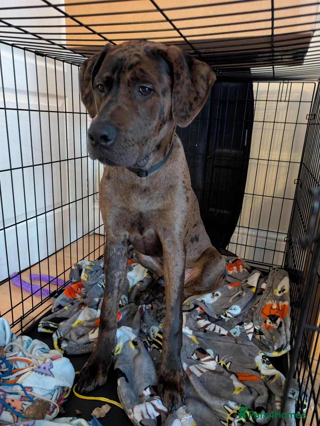 Mixed Breed dogs for sale: 6 month old Doberman mastiff  in Bromsgrove - Advert 1