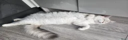 Siberian cats for sale: Siberian Male Kitten GCCF Reg Active Breeding  - Advert 4
