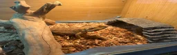 Bearded Dragon reptiles for sale: Bearded Dragon with full 4ft vivarium set up in Chesterfield - Advert 7