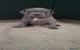 Staffordshire Bull Terrier dogs for sale: Staffordshire Bull Terrier Puppies- Ready Soon! - Image 3