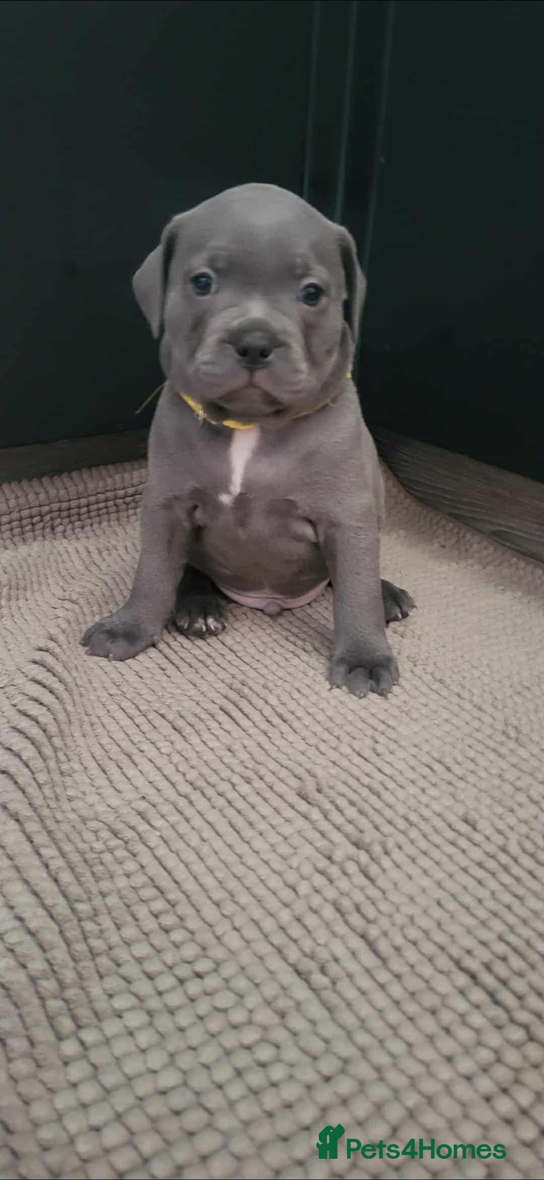 Staffordshire Bull Terrier dogs for sale: Staffordshire Bull Terrier Puppies- Ready Soon! - Image 3