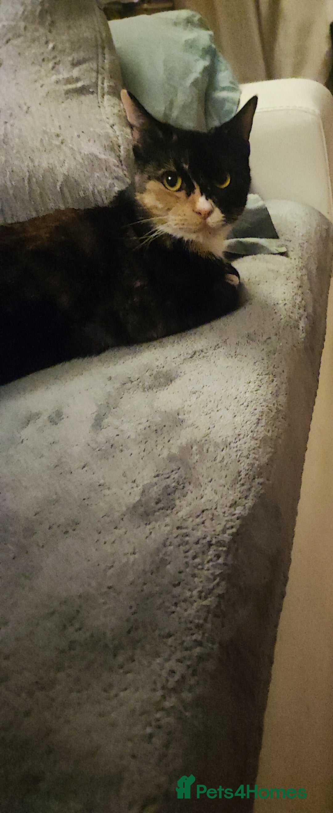 Domestic Shorthair cats for sale: 2-year-old female cat with a beautiful calico coat - Image 5