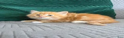 Mixed Breed cats for sale: fluffy kittens looking for their forever home  - Advert 6