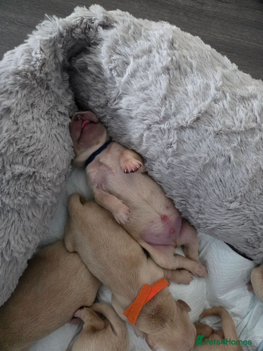 Goldador dogs for sale: Goldador Puppies – Show & Working Lines in Perth - Advert 6