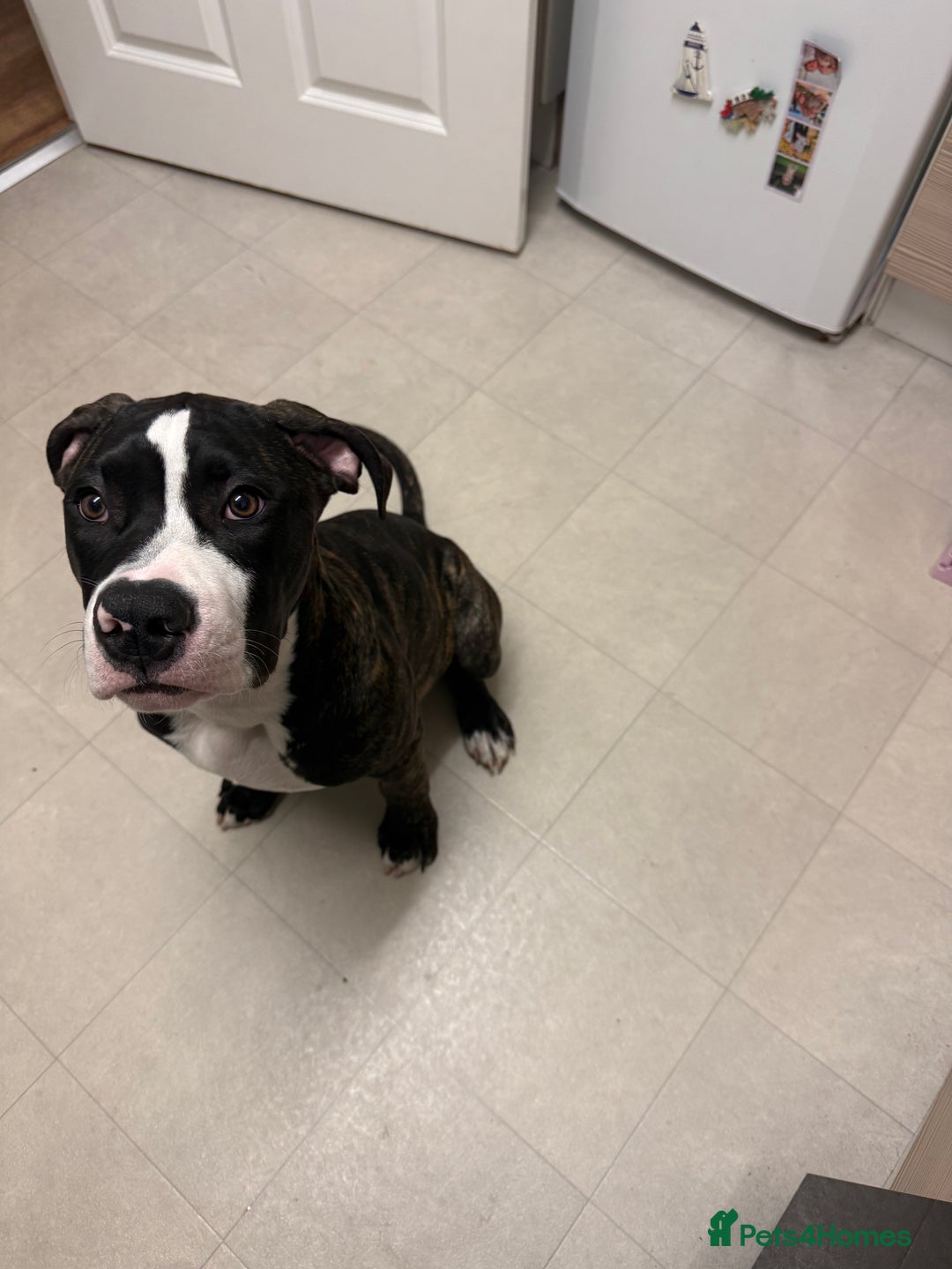 Mixed Breed dogs for sale: Duke the bullmastiff x corso - Image 3
