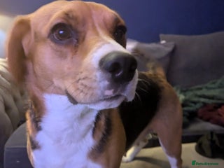 Beagle dogs Beautiful Beagle Girl – Loving Home Needed - Advert 3