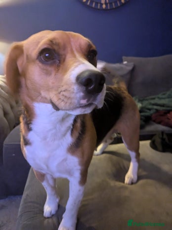 Beagle dogs Beautiful Beagle Girl – Loving Home Needed - Advert 1