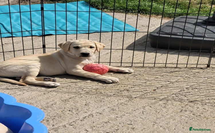 Labrador Retriever dogs - Advert 1