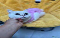 British Shorthair cats for sale: Champion lines for adoption  - Image 13