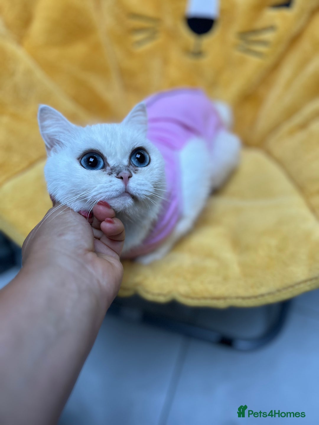 British Shorthair cats for sale: Champion lines for adoption  - Image 13