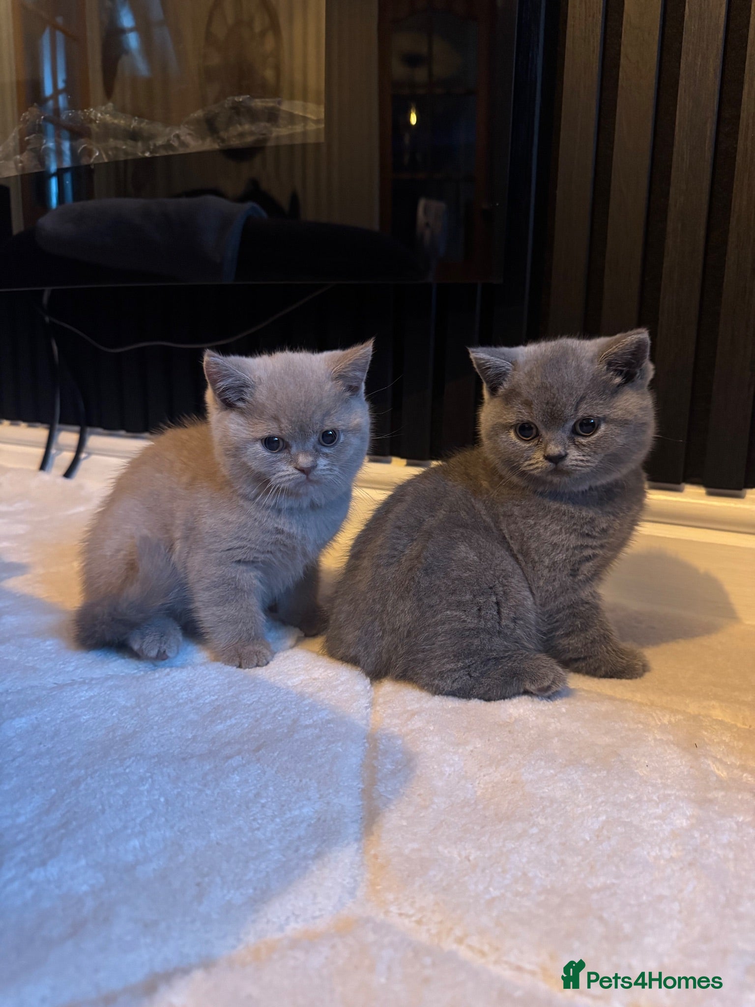 British Shorthair cats 3 British Shorthair Kittens For Sale - Advert 1