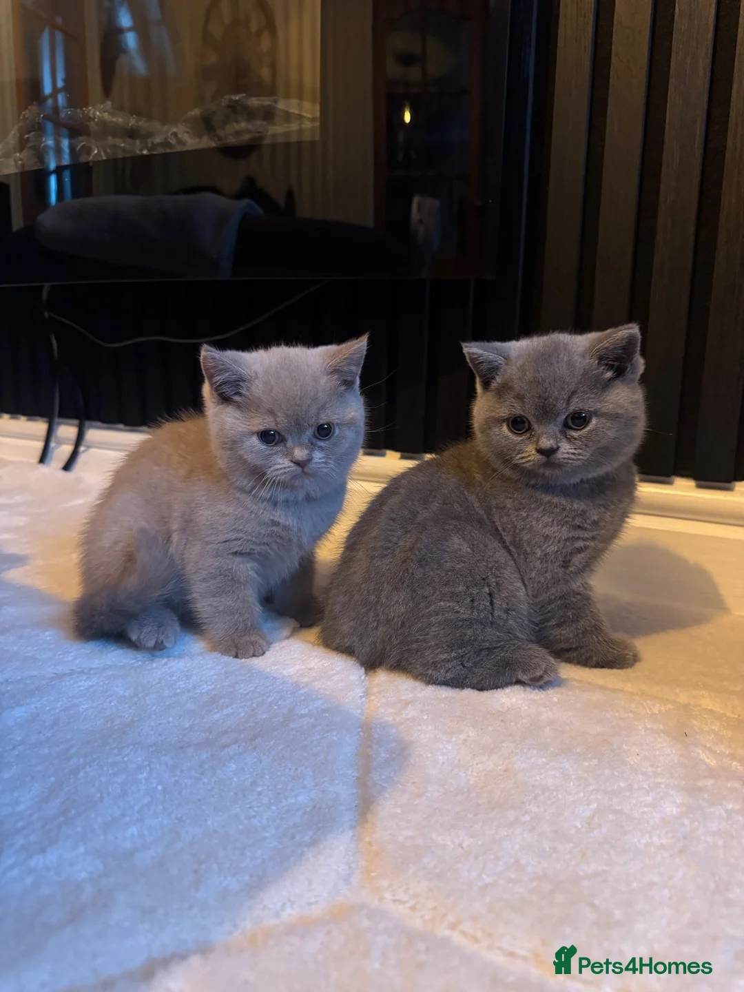 British Shorthair cats for sale: 3 British Shorthair Kittens For Sale - Advert 1