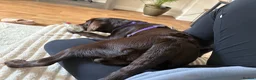 Labrador Retriever dogs for sale: 6 month old pure breed chocolate lab in Exeter - Advert 8