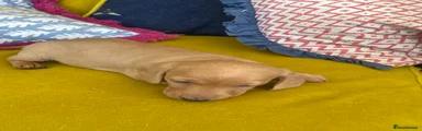 Miniature Dachshund 1