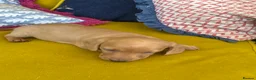 Miniature Dachshund dogs for sale: Gorgeous miniature smooth coated dachshunds  in Saltash - Advert 4