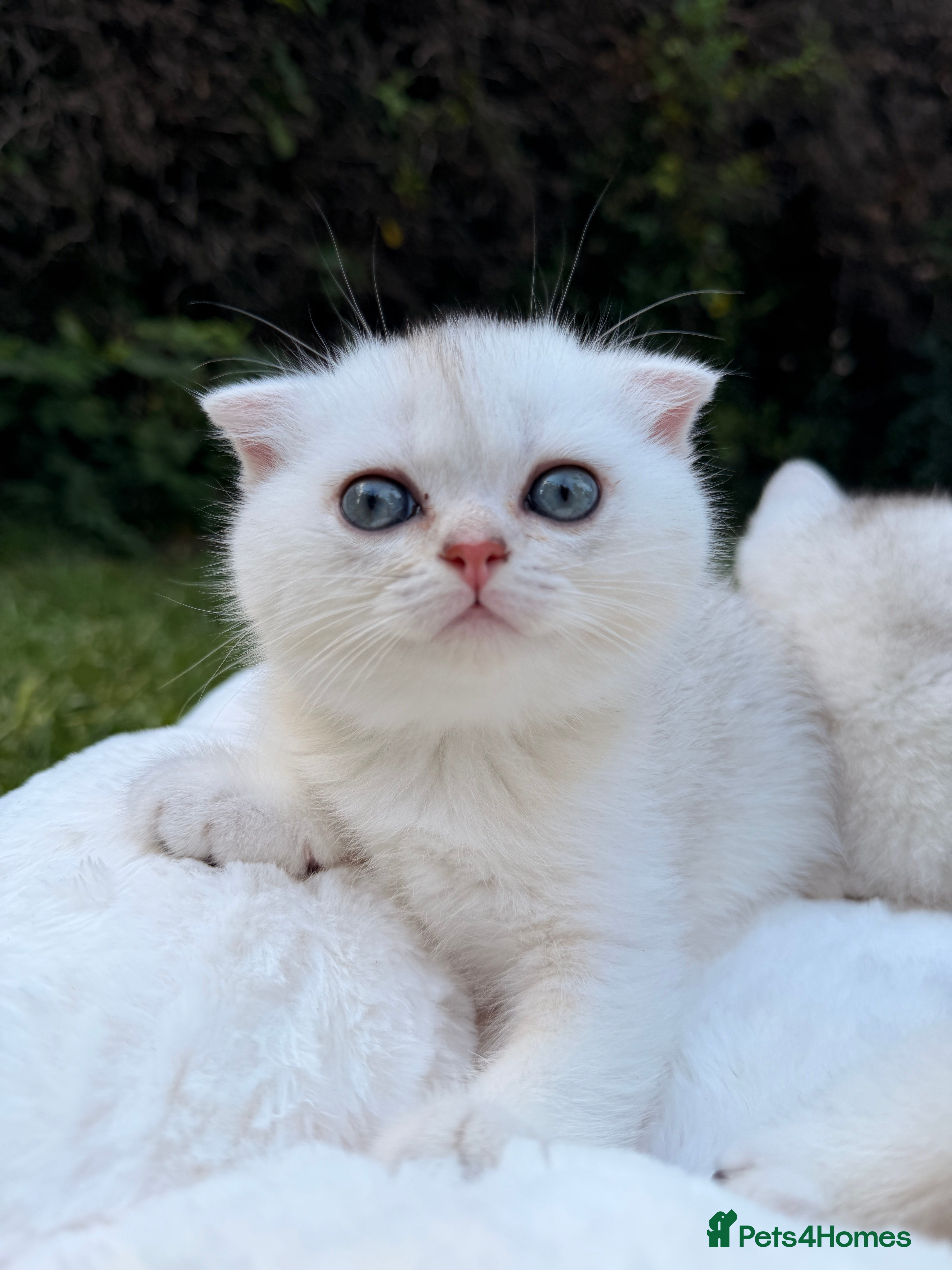 Scottish Fold cats for sale: Rare White Scottish Fold Kittens With Blue Eyes🩵 - Advert 12