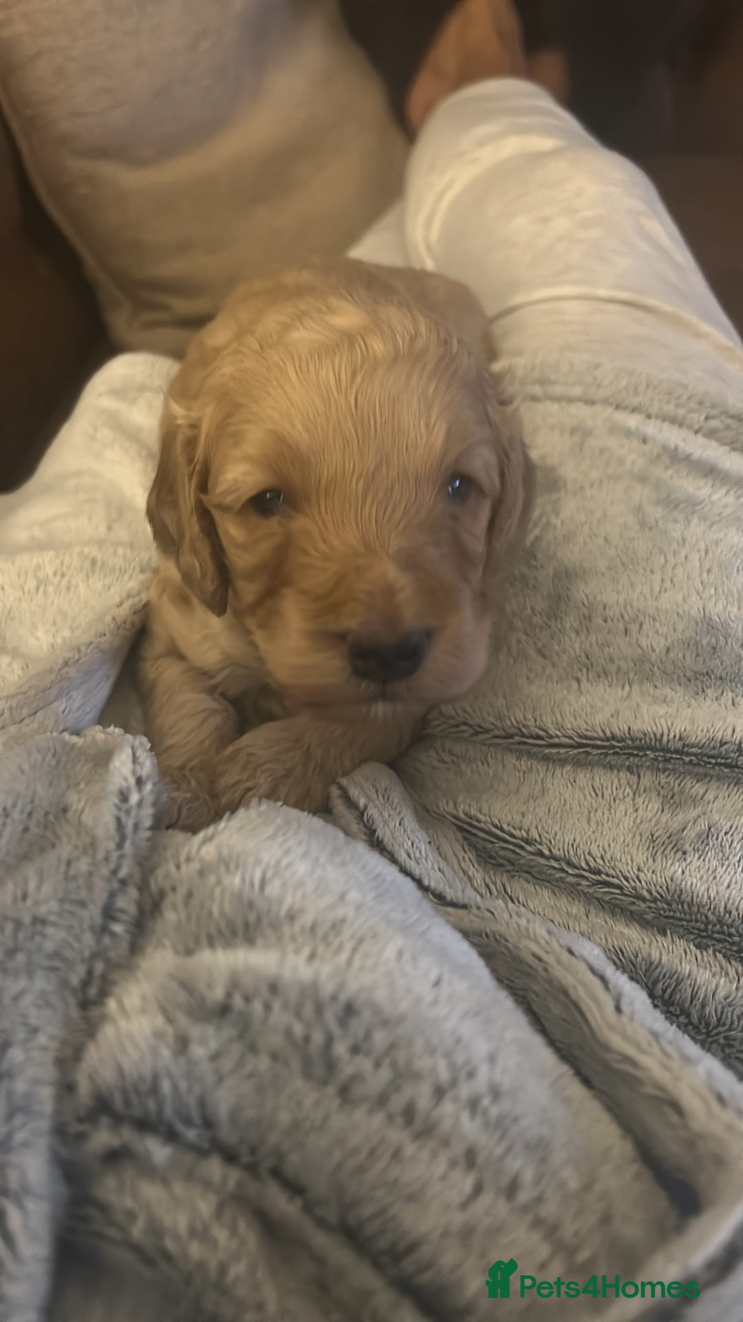Cockapoo dogs for sale: Gorgeous cockapoo pup!  - Advert 2