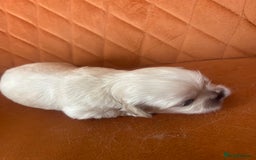 Pekingese dogs for sale: Pekingese  - Image 4