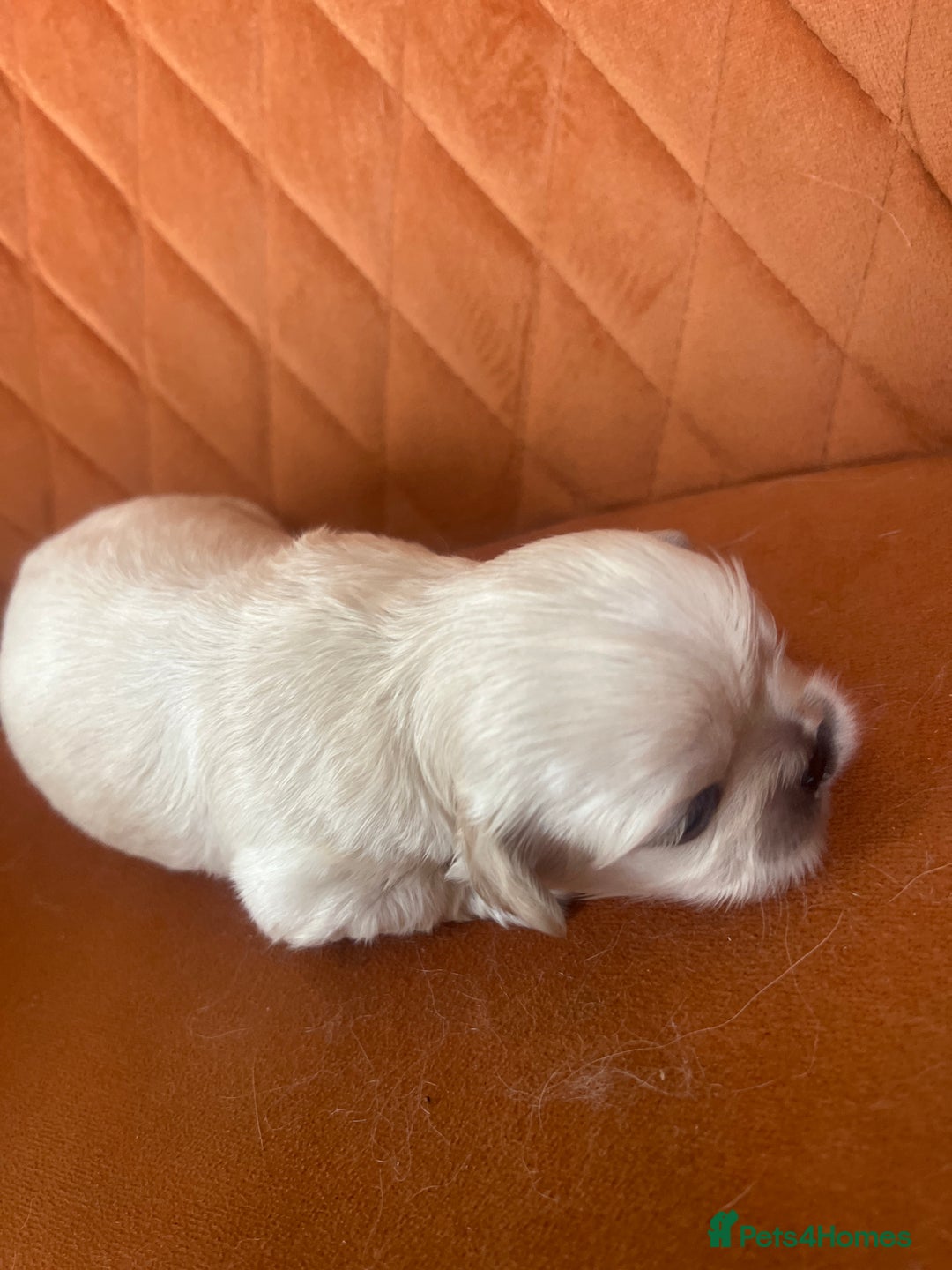 Pekingese dogs for sale: Pekingese  - Image 4