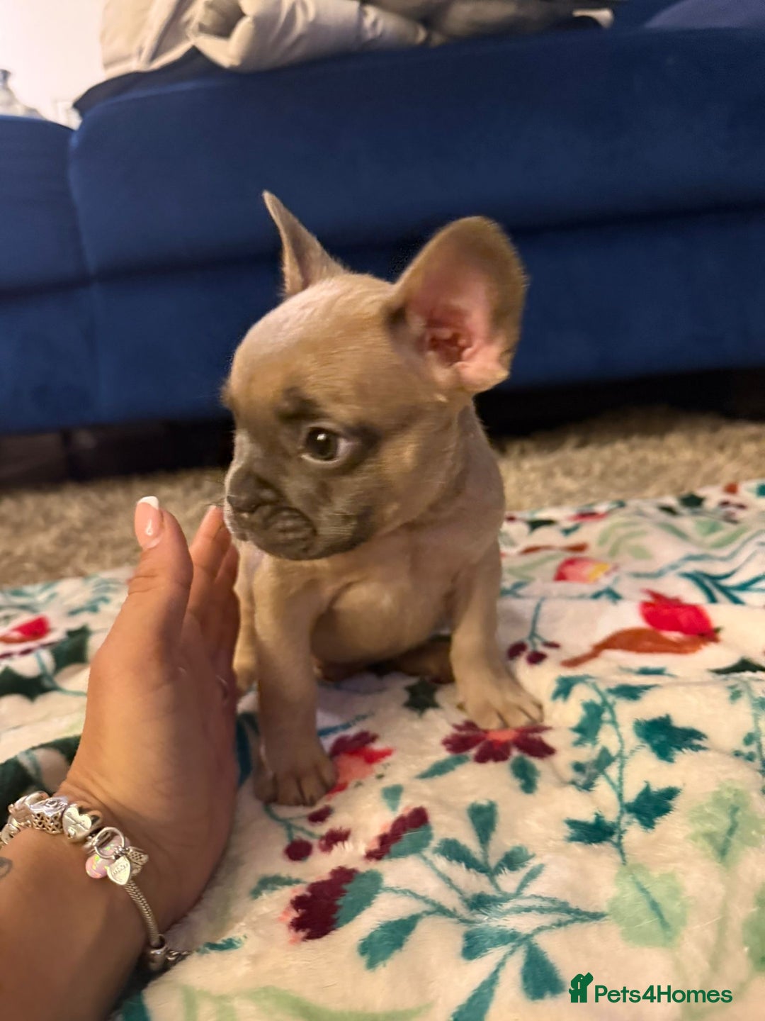French Bulldog dogs for sale: French bulldog puppies  - Advert 9