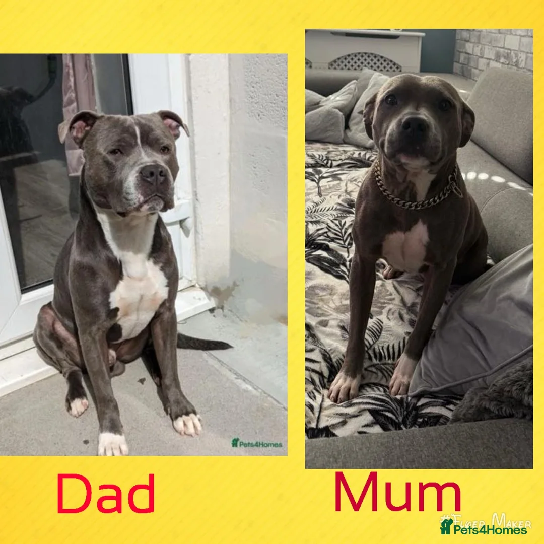 Staffordshire Bull Terrier dogs for sale: Staffy puppy for sale - Advert 11