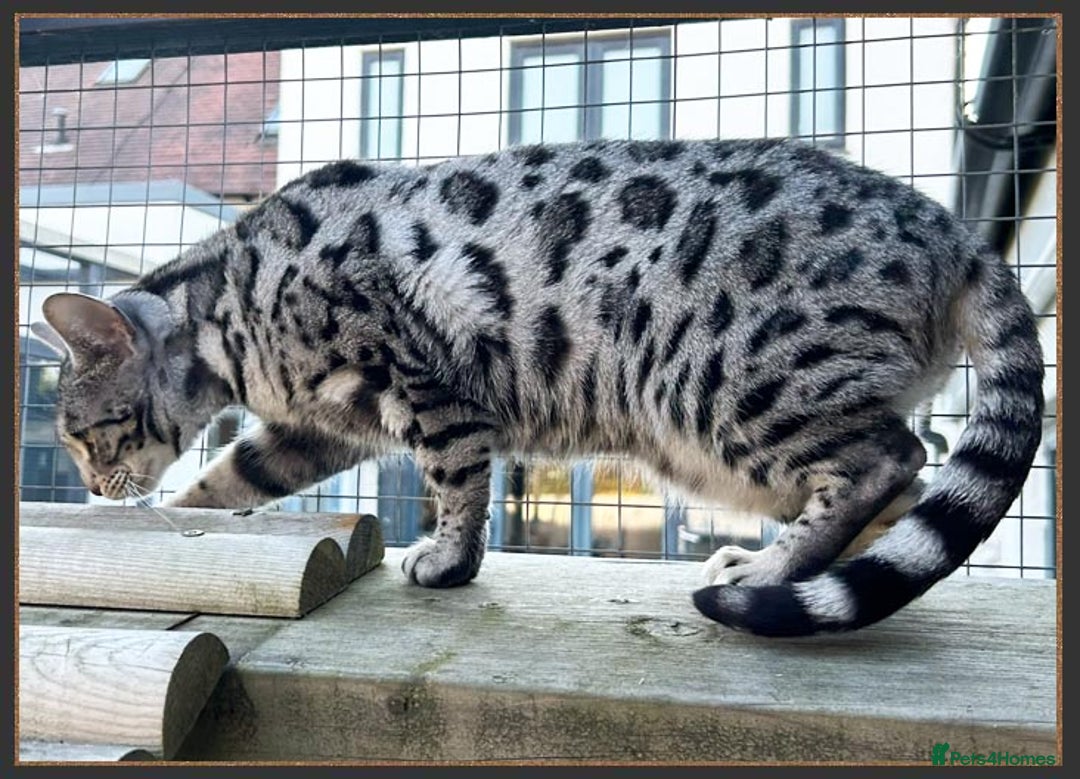 Bengal cats for sale: Outstanding Silver rosetted spotted Bengal Lady - Advert 4
