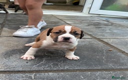 Mixed Breed dogs for sale: French mastiff x American bull dog  - Image 6
