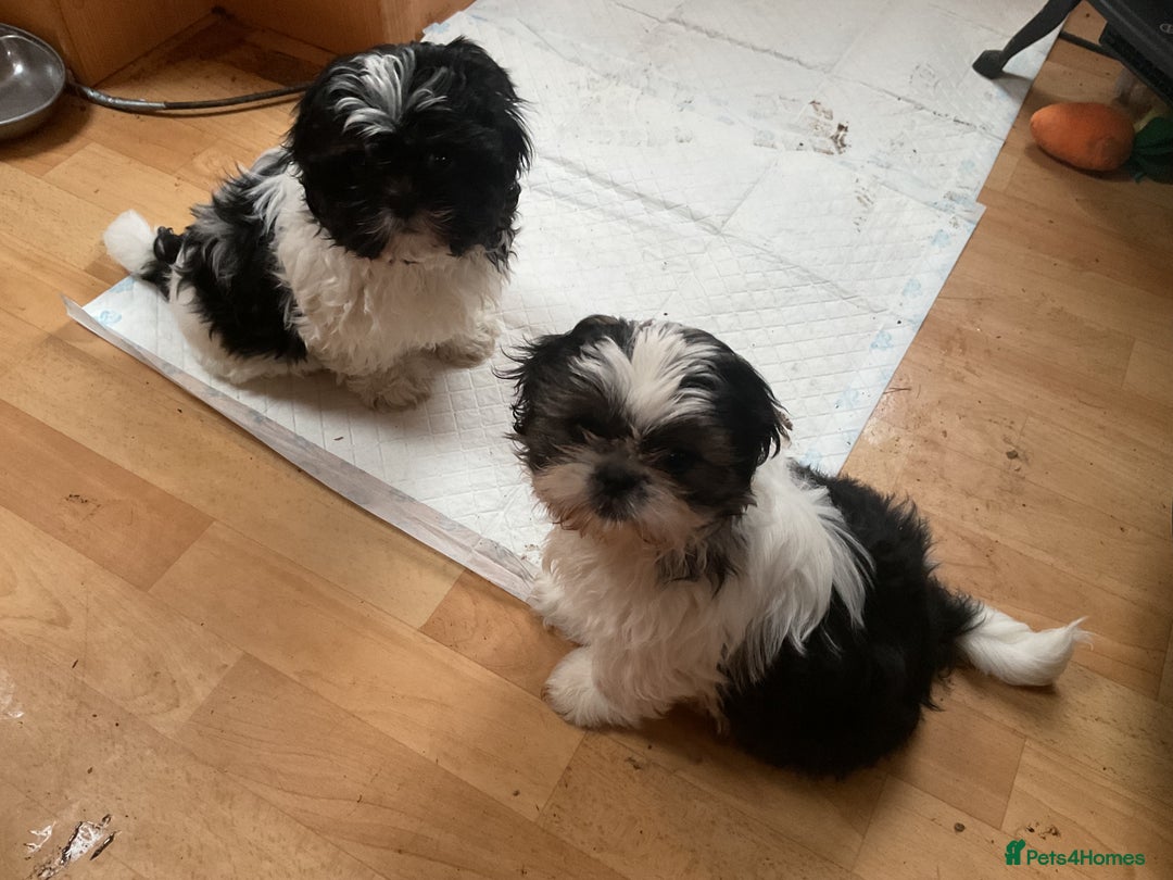 Shih Tzu dogs for sale: Shih Tzu puppies , ready to leave now - Advert 6