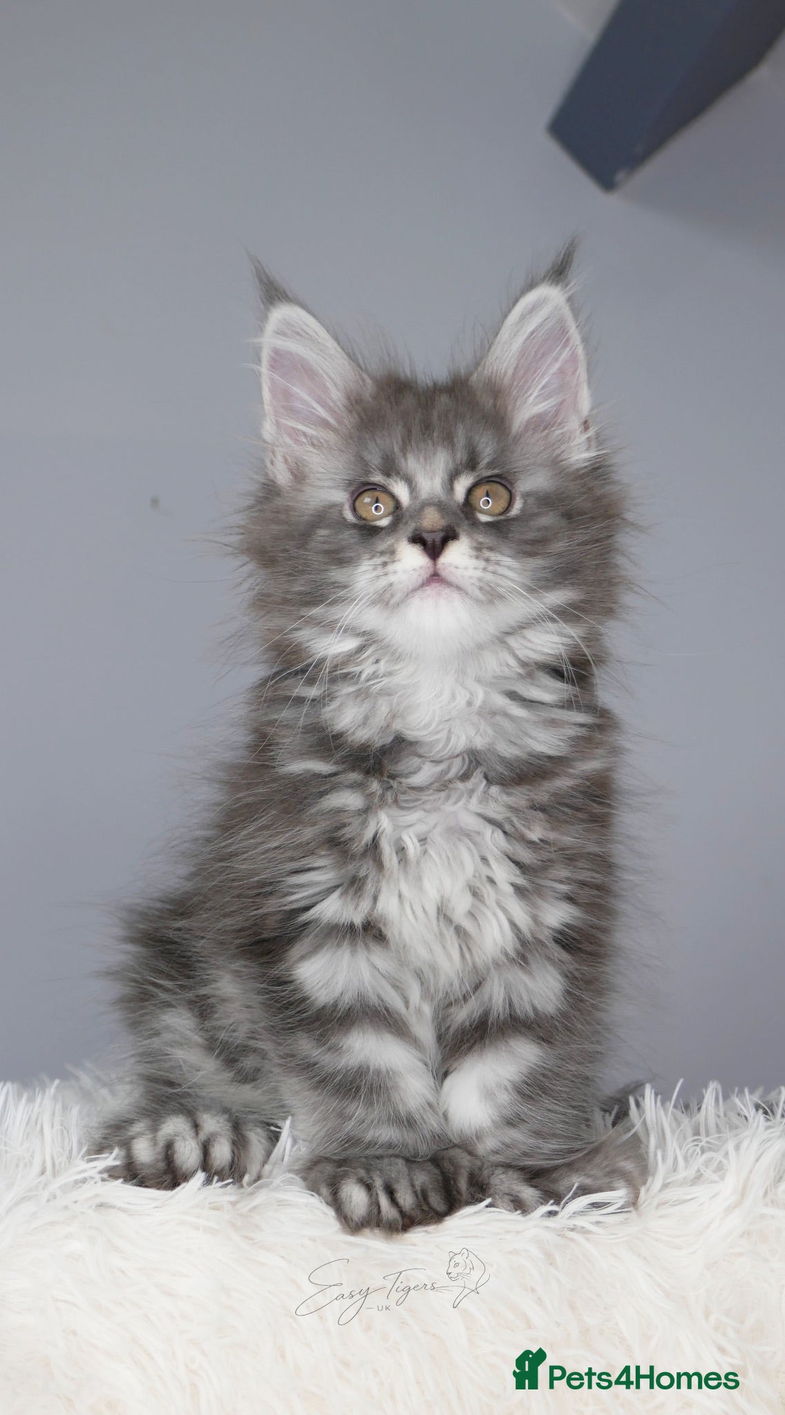 Maine Coon cats Stunning kittens ( polydactyl) TICA - Advert 3