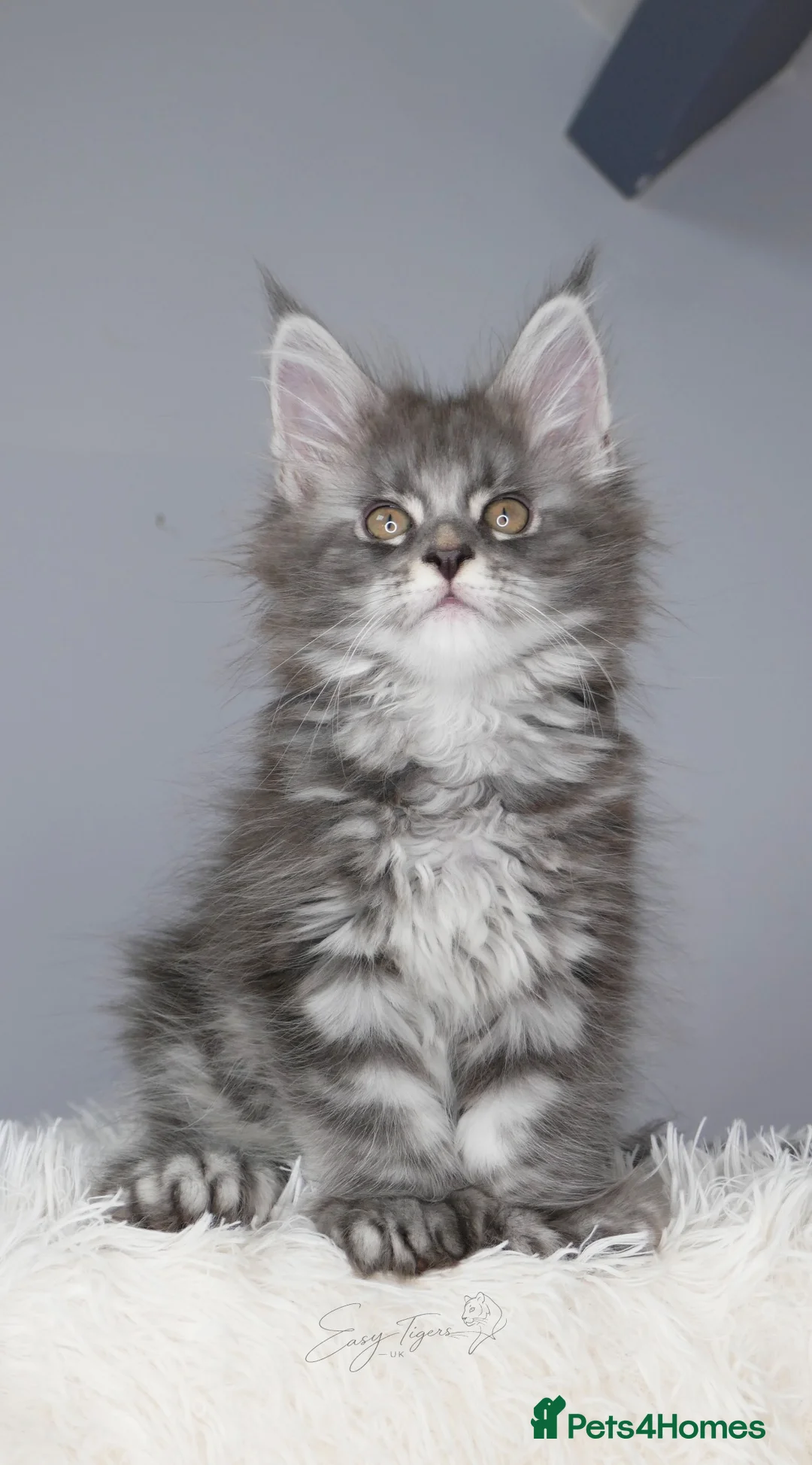 Maine Coon cats for sale: Stunning kittens ( polydactyl) TICA - Advert 1