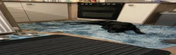 Labrador Retriever dogs for sale: Black KC Registered Male Labrador 11 months Old - Advert 10
