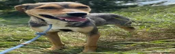 Mixed Breed dogs for adoption: 🌟 Special Home Needed for a Very Special Girl 🌟 in Pulborough - Advert 10