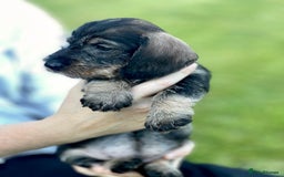 Dachshund dogs for sale: KC Registered Wirehaired Teckel Standard Dacshund  - Image 2