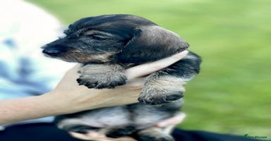 Dachshund dogs - Advert 3