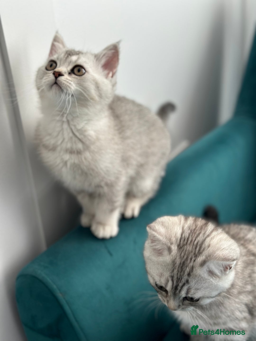 British Shorthair cats for sale: 😻Beautiful BSH Active GCF Kittens🌈 Ready Now! - Image 21