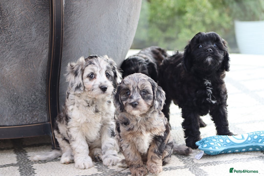 Cavapoo dogs for sale: F1 Cavapoo puppies for sale - Image 30