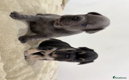 French Bulldog dogs for sale: Beautiful French Bulldog Puppies  - Image 5