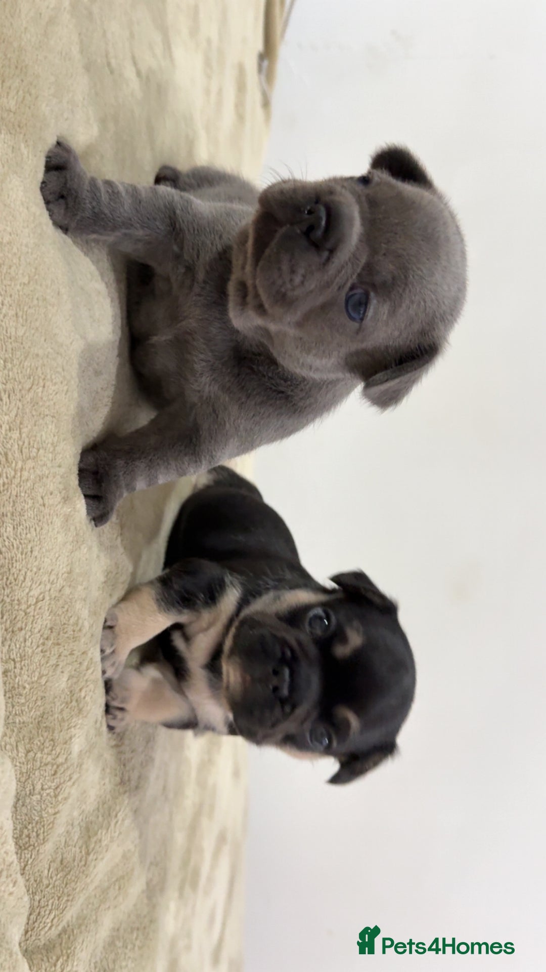 French Bulldog dogs for sale: Beautiful French Bulldog Puppies  - Image 5