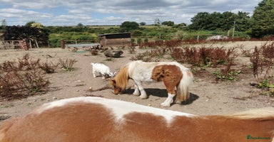 Shetland pony horses - Advert 1